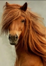Shahter