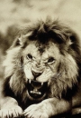 PRIDE
