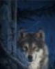 Jackal